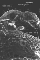 Figures 910. SEM of Monomorium sarawatensis sp.n., paratype worker 9 mesosoma in profile 10 propodeal spiracle.