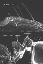 Figures 1112. SEM of Monomorium sarawatensis sp. n., paratype worker 11 clubbed hairs 12 petiole and postpetiole.