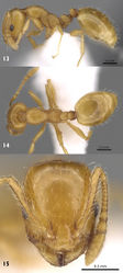 Figures 1315. Automontage of Monomorium sarawatensis sp.n., paratype worker 13 body in profile 14 body in dorsal view 15 head in full-face view.
