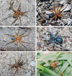 Figures 1–6. General habitus photographs of Copa flavoplumosa Simon, 1885 (1–4) and Copa kei sp. n. (5, 6): 1 female from Lesideng Research Camp, Botswana 2 female from Livingtone, Zambia 3 male and 4 female from Wildlives Game Farm, Zambia 5 female from Hogsback, South Africa 6 male from Cwebe Nature Reserve, South Africa.