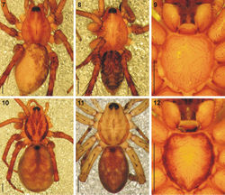 Figures 7–12. Digital microscope photographs of Copa flavoplumosa Simon, 1885 from D.R. Congo (7–9) and Copa kei sp. n.from South Africa (10–12): 7, 10 female, dorsal habitus 8, 11 male, dorsal habitus 9, 12 sternum of female in ventral view. Scale bars = 1.0 mm.