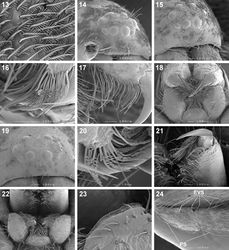 Figures 13–24. Scanning electron microscope photographs of Copa flavoplumosa Simon, 1885 female (13, 14, 16) and male (15, 17, 18) and Copa kei sp. n. female (19–24): 13 dorsal carapace setae 14, 15, 19 eye region and clypeus, anterolateral (14, 15) and anterior (19) views 16, 17, 20 cheliceral promarginal bent setae, anterior view 18, 22 mouthparts, ventral view 21 chelicerae, ventral view 23 serrula 24 femur, patella and tibia of leg II, indicating erect ventral setae on femora (EVS) and proximal and distal dorsal patellar setae (PS).