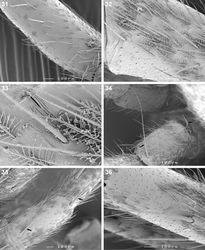 Figures 31–36. Scanning electron microscope photographs of Copa flavoplumosa Simon, 1885 male (31) and female (32–36): 31 femur I, erect ventral setae 32 patella II, indicating patellar indentation (PI) 33 same, detail of lyriform organ at proximal end of PI 34 patella II, arrows indicating proximal and distal dorsal patellar setae 35 patella III, arrows indicating proximal and distal dorsal patellar spines 36 tibia II, spines and feathery setae.