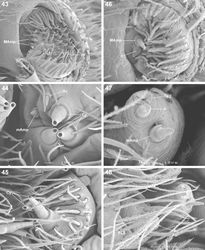 Figures 43–48. Scanning electron microscope photographs of Copa flavoplumosa Simon, 1885 female (43–45) and male (46–40) spinneret morphology: 43, 46 anterior lateral spinneret 44, 47 posterior median spinneret 45, 48 posterior lateral spinneret. Abbreviations: Ac aciniform gland spigot(s) Cy cylindrical gland spigot(s) MAmp major ampullate gland spigot(s) mAmp minor ampullate gland spigot(s) n nubbin Pi piriform gland spigot(s) PLS posterior lateral spinneret PMS posterior median spinneret ta tartipore.