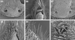 Figures 55–60. Scanning electron microscope photographs of Copa flavoplumosa Simon, 1885 (55, 56) and Copa kei sp. n. (57–60): 55, 57 female epigyne, ventral view 56, 58 male embolus, ventral view 59 male palpal cymbial setae 60 distal end of cymbium, retrolateral distal view.