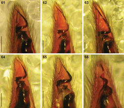 Figures 61–66. Digital microscope photographs of emboli of Copa species in ventral view: 61–65 Copa flavoplumosa Simon, 1885 from D.R. Congo (61), Cameroon (62), Tanzania (63), Botswana (64) and South Africa (65) 66 Copa kei sp. n. from South Africa. Scale bars = 0.1 mm.