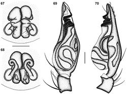 Figures 67–70. Genitalic morphology of Copa flavoplumosa Simon, 1885: 67 female epigyne, ventral view 68 same, dorsal view 69 male palp, ventral view 70 same, retrolateral view. Scale bars = 0.25 mm.