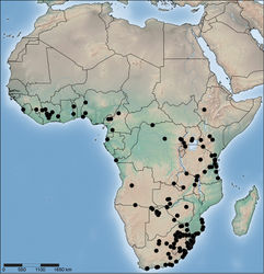 Figure 71. Distribution of Copa flavoplumosa Simon, 1885 in the Afrotropical Region.