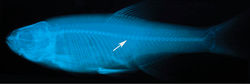 Figure 2. Alburnoides manyasensis sp. n. Radiograph of a paratype, FFR 01073, 74 mm SL.Arrow shows first caudal vertebra.