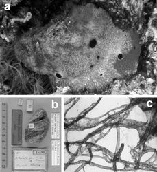 Figure 20 Sarcotragus fasciculatus. a living specimen (ca. 7 cm) b type specimen 15499 of the Schmidt’s collection preserved in the Landes Museum Joanneum of Graz c skeletal network without inclusions in primary fibres (detail of b). b, c modified from Pronzato et al. (2004)[20].