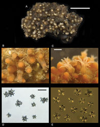 Figure 1. Cryptophyton jedsmithi sp. n. A Wet preserved holotype (CAS 177194); scale bar = 10 mm. B–C Living holotype, details of polyps; photos courtesy of Jeff Goddard; scale bar for both = 1.5 mm. D–E Light micrographs of coenenchymal sclerites; scale bar for both = 0.10 mm.