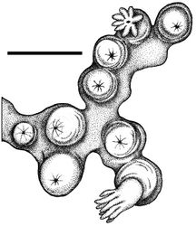 Figure 2. Cryptophyton jedsmithi sp. n. A portion of the holotype, showing arrangement of nine polyps on a membranous stolon; scale bar = 3.0 mm.