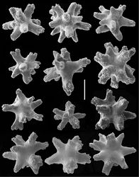 Figure 3. Cryptophyton jedsmithi sp. n. Scanning electron micrographs of coenenchymal sclerites from the holotype. Scale bar = 0.03 mm.