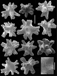 Figure 4. Cryptophyton jedsmithi sp. n. Scanning electron micrographs of coenenchymal sclerites from the holotype; scale bar = 0.03 mm. Lower right, ultrastructural detail from center of the sclerite to the adjacent left; scale bar = 0.01mm.