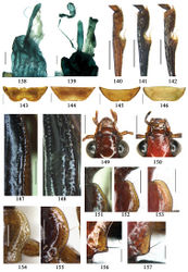 Figures 138–157. Characters of Physoderina. 138–139 Internal reproductive system of females, scale bars = 0.2 mm: 138 Dasiosoma quadraticolle sp. n., a paratype from Yunnan 139 Orionella lewisii (Bates), a specimen from Zhejiang. 140–142 Right protibia, ventral view, showing the reduction of cleaning spur, scale bars = 0.5 mm: 140 Allocota aurata (Bates) (cleaning spur absent) 141 Allocota bicolor sp. n. (cleaning spur fine) 142 Diamella cupreomicans (Oberthür) (cleaning spur well developed). 143–146 Terminal sternum, showing the setae and male emargination, scale bars = 0.5 mm: 143 Paraphaea binotata (Dejean), male (deeply emarginate, one seta on each side) 144 Paraphaea binotata (Dejean) (straight, two setae on each side), female 145 Allocota aurata (Bates), male (moderately emarginate, two setae on each side) 146 Allocota aurata (Bates), female (straight, two setae on each side, right side unusually with an additional seta). 147–148 Umbilical series of 9th interval, right elytron, scale bars = 0.5 mm: 147 Paraphaea binotata (Dejean) (umbilical series placed in one row) 148 Metallanchista laticollis sp. n. (umbilical series placed in two rows). 149–150 Head, showing the different shape of mandibles, scale bars = 0.5 mm: 149 Paraphaea formosana (Jedlička) (mandibles moderately widen) 150 Allocota bicolor sp. n. (mandibles strongly widen). 151–153 Pronotum, showing the different length of setae on front angle, scale bars = 0.5 mm: 151 Allocota viridipennis Motschulsky, (setae short and fine) 152 Allocota cyanipennis Heller, (setae relative long) 153 Allocota bicolor sp. n., (setae very long). 154–155 Pronotum, showing the difference on lateral margin, scale bars = 0.5 mm: 154 Anchista fenestrata fenestrata (Schmidt-Göbel), (lateral margin slightly angulated in middle) 155 Paraphaea formosana (Jedlička), (lateral margin completely rounded in middle). 156–157 Pronotal hind angle, showing the geographical variation in Allocota bicolor sp. n., scale bars = 0.2 mm: 156 Allocota bicolor sp. n., a specimen from Guangdong, (hind angle sharp) 157 Allocota bicolor sp. n., holotype from Yunnan, (hind angle slightly rounded).