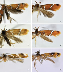 Figures 1–6. Adults of Promalactis species. 1 Promalactis bifurciprocessasp. n., holotype, male 2 Promalactis convexa sp. n., holotype, male 3 Promalactis papillata sp. n., paratype, female 4 Promalactis quadratitabularis sp. n. , holotype, male 5 Promalactis quadriloba sp. n., holotype, male 6 Promalactis ramispinea sp. n., paratype, female.