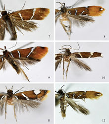 Figures 7–12. Adults of Promalactis species. 7 Promalactis scorpioidea sp. n., holotype, male 8 Promalactis serpenticapitata sp. n., paratype, female 9 Promalactis similiconvexa sp. n., holotype, male 10 Promalactis spinosicornuta sp. n., holotype, male 11 Promalactis strumifera sp. n., holotype, male 12 Promalactis uncinispinea sp. n., holotype, male.