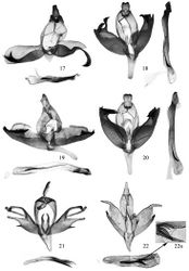 Figures 17–22. Male genitalia of Promalactis species. 17 Promalactis bifurciprocessa sp. n., holotype, slide No. DZH12198 18 Promalactis convexa sp. n., holotype, slide No. DZH12027 19 Promalactis papillata sp. n., holotype, slide No. DZH12147 20 Promalactis quadratitabularis sp. n., holotype, slide No. DZH12037 21 Promalactis quadriloba sp. n., holotype, slide No. DZH12032 22 Promalactis ramispinea sp. n., holotype, slide No. DZH11025 22a enlarged distal part of cornutus.