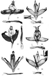 Figures 23–28. Male genitalia of Promalactis species. 23 Promalactis scorpioidea sp. n., paratype, slide No. DZH12012 24 Promalactis serpenticapitata sp. n., paratype, slide No. DZH12046 24a enlarged cornutus 25 Promalactis similiconvexa sp. n., holotype, slide No. DZH12178 26 Promalactis spinosicornuta sp. n., slide No. DZH12011 27 Promalactis strumifera sp. n., paratype, slide No. DZH12052 28 Promalactis uncinispinea sp. n., holotype, slide No. DZH12185 28a enlarged dentate dorsal process of sacculus.