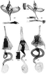 Figures 29–33. 29–30 Male genitalia of Promalactis species. 31–33 Female genitalia of Promalactis species 29 Promalactis albipunctata Park & Park, slide No. DZH12176 30 Promalactis dimolybda Meyrick, slide No. DZH12041 31 Promalactis papillata sp. n., slide No. DZH12196 32 Promalactis ramispinea sp. n., slide No. DZH12013 32a enlarged spines of ductus bursae 33 Promalactis scorpioidea sp. n., slide No. DZH12189.