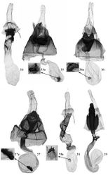 Figures 34–39. Female genitalia of Promalactis species. 34 Promalactis serpenticapitata sp. n., slide No. DZH12038 35 Promalactis strumifera sp. n., slide No. DZH12034 35a enlarged signum 36 Promalactis albipunctata Park & Park, slide No. DZH12203 36a enlarged signum 37 Promalactis dierli Lvovsky, slide No. DZH12003 37a enlarged signum 38 Promalactis dimolybda Meyrick, slide No. DZH12039 38a enlarged signum 39 Promalactis flavescens Wang, Zheng & Li, slide No. DZH12014.