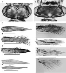 Figures 1–10. Male Caledonotrichia head and wings from Automontage photo. 1 Head of Caledonotrichia capensis sp. n. dorsal view 2 Head of Caledonotrichia vexilla sp. n. dorsal view 3 Caledonotrichia extensa Kelley right forewing 4 Caledonotrichia minuta right forewing 5 Caledonotrichia minor Sykora right forewing 6 Caledonotrichia ouinnica sp. n. right fore and hind wing 7 Caledonotrichia vexilla sp. n. right forewing 8 Caledonotrichia capensis sp. n, right forewing 9 Caledonotrichia charadra Kelley right forewing 10 Caledonotrichia charadra Kelley right hind wing. Scale bars = 1.0 mm.