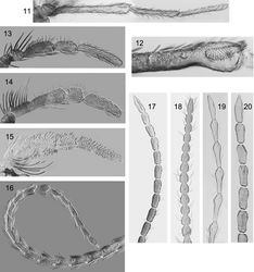 Figures 11–20. Male Caledonotrichia maxillary palp and distal part of antenna from Automontage photo. 11 Caledonotrichia extensa Kelley maxillary palp ventral view 12 male maxillary palp ventral view showing area of sensilla on segment 3 13 Caledonotrichia minuta sp. n. maxillary palp ventral view 14 Caledonotrichia bifida sp. n. maxillary palp ventral view 15 Caledonotrichia ouinnica, sp. n. maxillary palp ventral view 16 Caledonotrichia bifida, sp. n. antennae 17, Caledonotrichia sykorai, sp. n. antenna 18 Caledonotrichia nyurga Oláh & Johanson antenna 19 Caledonotrichia extensa Kelley antenna 20 Caledonotrichia illiesi Sykora antenna.