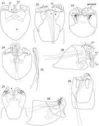 Figures 21–29. Caledonotrichia, male genitalia. 21 Caledonotrichia illiesi Sykora ventral view 22 Caledonotrichia illiesi Sykora dorsal view 23 Caledonotrichia minuta sp. n. dorsal view 24 Caledonotrichia minuta sp. n. ventral view 25 Caledonotrichia minuta sp. n. phallic apparatus dorsal view 26 Caledonotrichia minuta sp. n. lateral view 27 Caledonotrichia bifida, sp. n. ventral view 28 Caledonotrichia bifida, sp. n. lateral view 29 Caledonotrichia bifida sp. n. dorsal view. Abbreviations: ix = segment IX, x = tergite X, v.l. = ventral lobe of gonopod, d.l. = dorsal lobe of gonopod, s.r. = sclerotised rod of subgenital process.