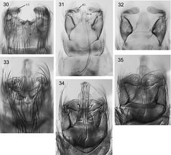 Figures 30–35. Caledonotrichia, male genitalia from Automontage photo. 30 Caledonotrichia illiesi Sykora ventral view 31 Caledonotrichia illiesi Sykora ventral side of dorsal lobes of gonopods 32 Caledonotrichia illiesi Sykora dorsal view 33 Caledonotrichia minuta sp. n. ventral view 34 Caledonotrichia minuta sp. n. ventral view of ventral side of dorsal lobes of gonopods 35 Caledonotrichia minuta sp. n. dorsal view. Abbreviations: ix = segment IX, x = tergite X, v.l. = ventral lobe of gonopod, d.l. = dorsal lobe of gonopod.