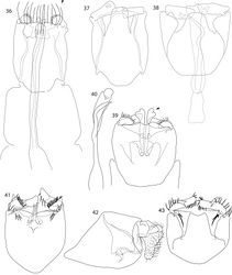 Figures 36–43. Caledonotrichia, male genitalia. 36 Caledonotrichia ouinnica, sp. n. ventral view 37 Caledonotrichia ouinnica, sp. n. dorsal view 38 Caledonotrichia minor Sykora dorsal view 39 Caledonotrichia minor Sykora ventral view 40 Caledonotrichia minor Sykora phallic apparatus ventral view 41 Caledonotrichia vexilla sp. n. ventral view 42 Caledonotrichia vexilla sp. n. lateral view 43 Caledonotrichia vexilla sp. n. dorsal view.