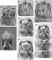 Figures 44–50. Caledonotrichia, male genitalia from Automontage photo. 44 Caledonotrichia bifida sp. n. ventral view 45 Caledonotrichia ouinnica sp. n. ventral view 46 Caledonotrichia minor Sykora ventral view 47 Caledonotrichia minor Sykora dorsal view 48 Caledonotrichia vexilla sp. n. ventral view 49 Caledonotrichia vexilla sp. n. ventral side of dorsal lobes of gonopods 50 Caledonotrichia vexilla sp. n. dorsal view.