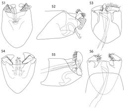 Figures 51–56. Caledonotrichia, male genitalia. 51 Caledonotrichia capensis sp. n. ventral view 52 Caledonotrichia capensis sp. n. lateral view 53 Caledonotrichia capensis sp. n. dorsal view54 Caledonotrichia charadra Kelley ventral view 55 Caledonotrichia charadra Kelley lateral view 56 Caledonotrichia charadra Kelley dorsal view.