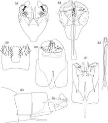 Figures 57–63. Caledonotrichia, male genitalia. 57 Caledonotrichia extensa Sykora ventral view 58 Caledonotrichia extensa Sykora dorsal view 59 Caledonotrichia sykorai sp. n. dorsal view 60 Caledonotrichia sykorai sp. n. ventral view 61 Caledonotrichia nyurga Oláh & Johanson ventral view 62 Caledonotrichia nyurga Oláh & Johanson phallic apparatus ventral view 63 Caledonotrichia nyurga Oláh & Johanson lateral view.