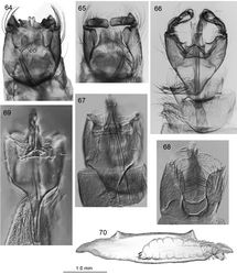 Figures 64–70. Caledonotrichia, male genitalia from Automontage. 64 Caledonotrichia capensis sp. n. ventral view 65 Caledonotrichia capensis sp. n. dorsal view 66 Caledonotrichia extensa Kelley ventral side of dorsal lobes of gonopods 67 Caledonotrichia sykorai sp. n. ventral view 68 Caledonotrichia sykorai sp. n. dorsal view 69 Caledonotrichia nyurga Oláh & Johanson dorsal view 70 Caledonotrichia extensa Kelley final instar larva in case in lateral view.