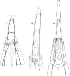 Figures 71–73. Caledonotrichia, female terminalia. 71 Caledonotrichia illiesi Sykora ventral view 72 Caledonotrichia minuta, sp. n. ventral view 73 Caledonotrichia sykorai sp. n. ventral view.