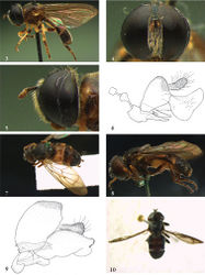 Figures 3–10. 3–5 Afromicrodon madecassa male (holotype): 3 habitus dorsal 4 head frontal 5 head lateral 6 Afromicrodon johannae male (paratype), genitalia lateral 7–9 Archimicrodon (s.s.) simplicicornis male (holotype): 7 habitus dorsal 8 habitus lateral 9 genitalia lateral 10 Archimicrodon (s.s.) malukensis male (holotype), habitus dorsal.