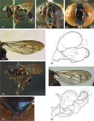 Figures 11–19. 11–15 Archimicrodon (s.s) malukensis: 11 male (holotype), habitus lateral 12 male (holotype), head frontal 13 female (paratype), head frontal 14 male (holotype, wing 15 male (paratype), genitalia lateral 16–17 Archimicrodon (Hovamicrodon) silvester male (holotype): 16 habitus lateral 17 wing 18–19 Archimicrodon (Hovamicrodon): 18 Archimicrodon nubecula female (holotype), scutellum 19 Archimicrodon silvester male (holotype), genitalia lateral.