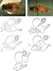 Figures 20–26. 20–22 Archimicrodon (s.l.) fenestrellatus male (holotype): 20 habitus dorsal 21 habitus lateral 22 genitalia lateral 23–26 Archimicrodon (s.l.), male genitalia lateral: 23 Archimicrodon brevicornis (syntype) 24 Archimicrodon simplex (South Korea, coll. RMNH) 25 Archimicrodon venosus (holotype Microdon papuanus van Doesburg, jun. syn.) 26 Archimicrodon cf. fergusoni (Australia, coll. CSCA).