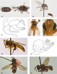 Figures 35–43. 35–37 Bardistopus papuanum male (holotype): 35 habitus dorsal 36 habitus lateral 37 genitalia lateral 38–41 Carreramyia megacephalus male (Costa Rica, coll. M. Hauser): 38 habitus dorsal 39 head frontal 40 habitus lateral 41 genitalia lateral (Costa Rica, coll. RMNH) 42–43 Ceratophya notata male (holotype): 42 habitus dorsal 43 habitus lateral.