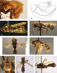Figures 44–52. 44–45 Ceratophya: 44 Ceratophya panamensis female (paratype), abdomen lateral 45 Ceratophya notata male (holotype), genitalia 46–52 Ceratrichomyia males (holotypes): 46 Ceratophya behara, habitus dorsal 47 Ceratophya behara, habitus lateral 48 Ceratophya bullabucca, habitus dorsal 49 Ceratophya bullabucca, habitus lateral 50 Ceratophya bullabucca, head frontal 51 Ceratophya angolensis, habitus dorsal 52 Ceratophya angolensis, habitus lateral.