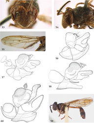 Figures 53–60. 53–55 Ceratrichomyia angolensis male (holotype): 53 head frontal 54 head lateral 55 wing. 56–58 Ceratrichomyia males (holotypes): 56 Ceratrichomyia angolensis 57 Ceratrichomyia behara 58 Ceratrichomyia bullabucca 59–60 Ceriomicrodon petiolatus male (holotype): 59 habitus lateral 60 genitalia lateral.