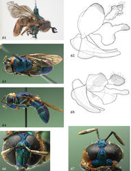Figures 61–67. 61–62 Cervicorniphora alcicornis male (Australia, coll. USNM): 61 habitus lateral 62 genitalia lateral 63–65 Chrysidimyia chrysidimima male (holotype): 63 habitus dorsal 64 habitus lateral 65 genitalia lateral 66–67 Chrysidimyia chrysidimima male (holotype): 66 head frontal 67 head lateral.