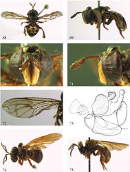 Figures 68–75. 68–73 Domodon zodiacus male (holotype): 68 habitus dorsal 69 habitus lateral 70 head frontal 71 head lateral 72 wing 73 genitalia lateral 74–75 Furcantenna nepalensis male (holotype): 74 habitus dorsal 75 habitus lateral.