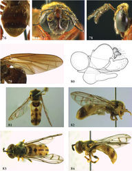 Figures 85–93. 85–87 Heliodon doris male (holotype): 85 head frontal 86 head lateral 87 wing 88–90 Heliodon elisabethanna female (holotype): 88 habitus dorsal 89 habitus lateral 90 head frontal 91–92 Heliodon tiber male (holotype): 91 habitus dorsal 92 head frontal 93 Heliodon tiber female (paratype), habitus dorsal.
