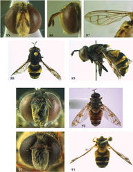 Figures 85–93. 85–87 Heliodon doris male (holotype): 85 head frontal 86 head lateral 87 wing 88–90 Heliodon elisabethanna female (holotype): 88 habitus dorsal 89 habitus lateral 90 head frontal 91–92 Heliodon tiber male (holotype): 91 habitus dorsal 92 head frontal 93 Heliodon tiber female (paratype), habitus dorsal.