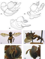 Figures 94–100. 94–96 Heliodon, male genitalia: 94 Heliodon doris (holotype) 95 Heliodon tiber (holotype) 96 Heliodon gloriosus (holotype of Microdon aurivesta Hull, jun. syn.) 97–98 Hypselosyrphus amazonicus female (holotype Microdon scutellaris Shannon): 97 habitus dorsal 98 habitus lateral 99–100 Hypselosyrphus trigonus male (holotype): 99 head frontal 100 head lateral.