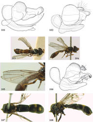 Figures 101–108. 101–102 Hypselosyrphus, male genitalia: 101 Heliodon amazonicus (Peru, coll. RMNH) (cercus missing) 102 Heliodon analis (holotype) 103–106 Indascia gracilis male (holotype): 103 habitus dorsal 104 habitus lateral 105 wing 106 genitalia 107–108 Indascia gigantica male (holotype): 107 habitus dorsal 108 habitus lateral.