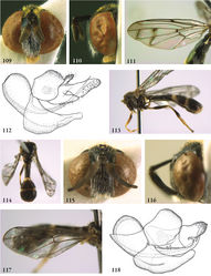 Figures 109–118. 109–112 Indascia gigantica male (holotype): 109 head frontal 110 head lateral 111 wing 112 genitalia lateral 113–118 Indascia spathulata male (holotype): 113 habitus lateral 114 dorsal 115 head frontal 116 head lateral 117 wing 118 genitalia lateral.