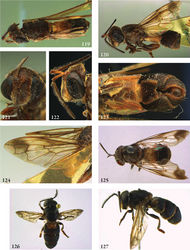 Figures 119–127. 119–124 Kryptopyga pendulosa male (holotype): 119 habitus dorsal 120 habitus lateral 121 head frontal 122 head lateral 123 abdomen ventral 124 wing 125 Kryptopyga pendulosa female (Indonesia, Bangka, coll. RMNH) 126–127 Kryptopyga sulawesiana male (holotype): 126 habitus dorsal 127 habitus lateral.