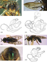 Figures 128–135. Figures 128–129. Kryptopyga sulawesiana male (holotype): 128 head frontal 129 wing 130–131 Kryptopyga, male genitalia 130 Kryptopyga pendulosa (holotype) 131 Kryptopyga sulawesiana (holotype) 132–134 Laetodon violens male (Jamaica, coll. RMNH): 132 habitus dorsal 133 habitus lateral 134 head frontal 135 Laetodon laetus male (USA, Georgia, coll. RMNH), genitalia lateral.